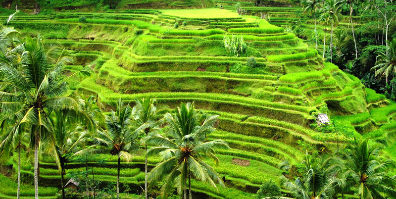 🌄 Tegallalang Rice Terraces